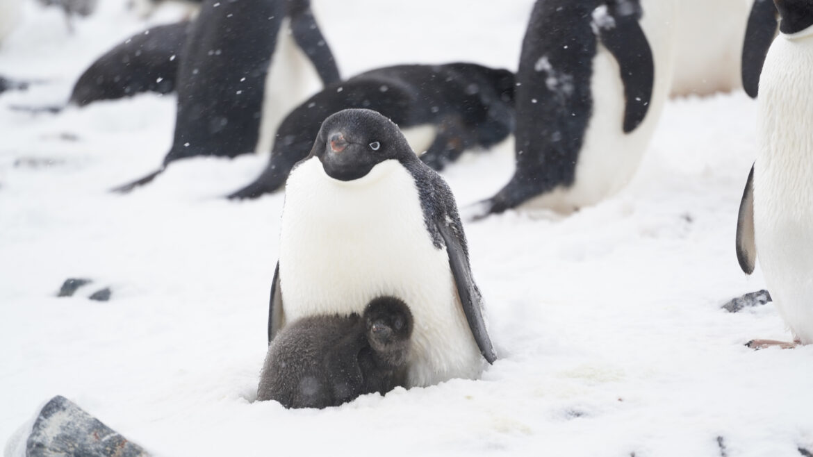【南極專題】南極旅遊企鵝攻略 想到南極看企鵝先看這篇就沒錯